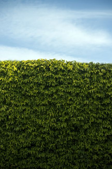 A detailed garden scene showing a well-maintained lawn with freshly cut, even grass bordered by neat flower beds filled with a variety of flowering plants and ornamental shrubs. A tall, dense hedge of